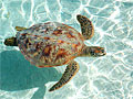 タヒチの海亀